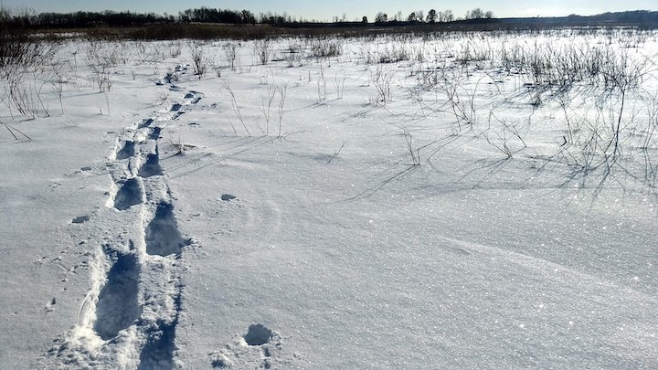 snowshoe tracks
