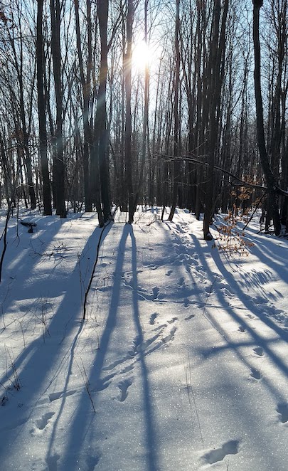 sunshine coming through the snowy trees, animal tracks in the snow