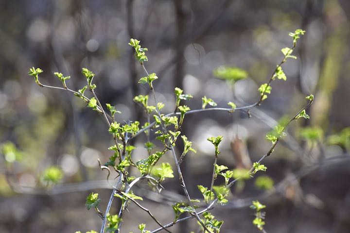 spring buds on a bush