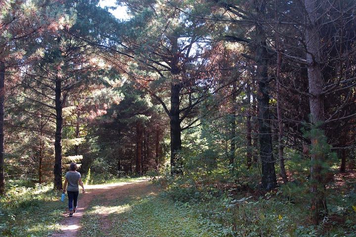 woman hiking a trail through a pine grove
