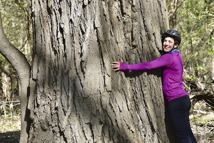 biker hugging a huge cottonwood tree