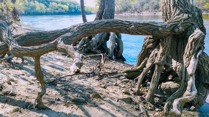 tree roots along the riverbank