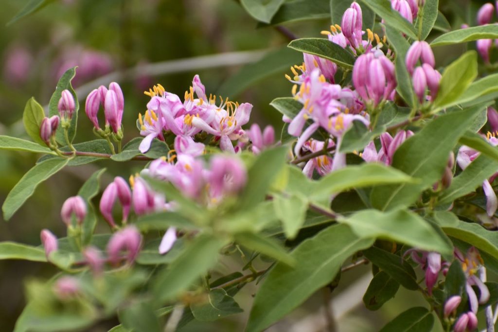 pink honeysuckle blooms 