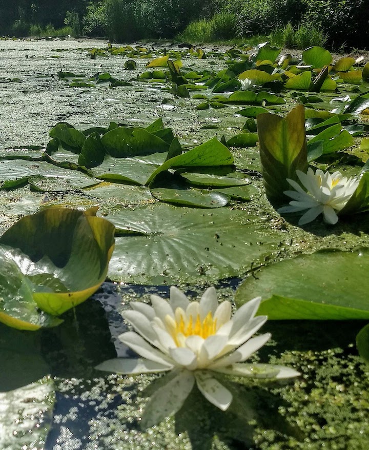water lilies in keller creek