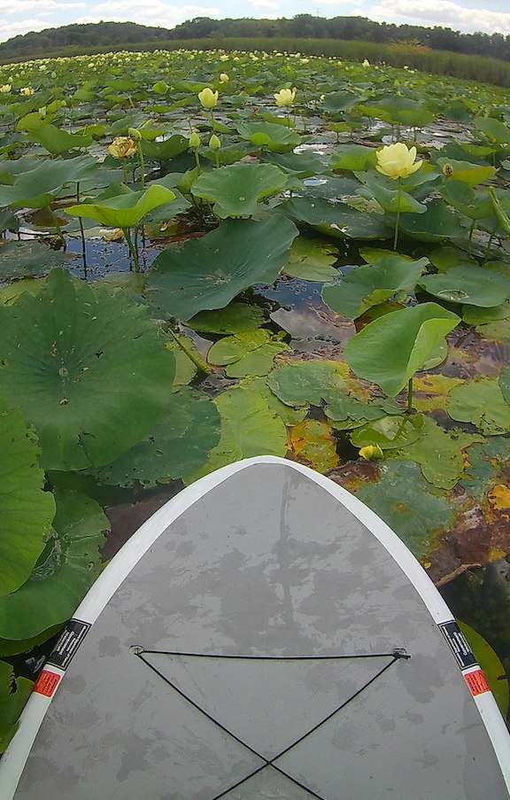 paddleboard and lotus flowers