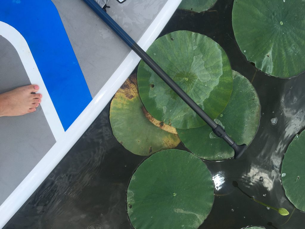 SUP board and lotus leaves