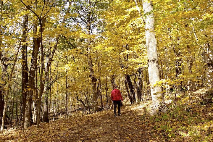 a hiker on a trail amid golden maple trees on a sunny fall day