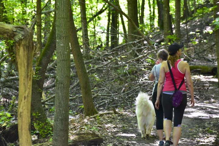 two women and a white dog hiking a wooded trail in Afton State Park