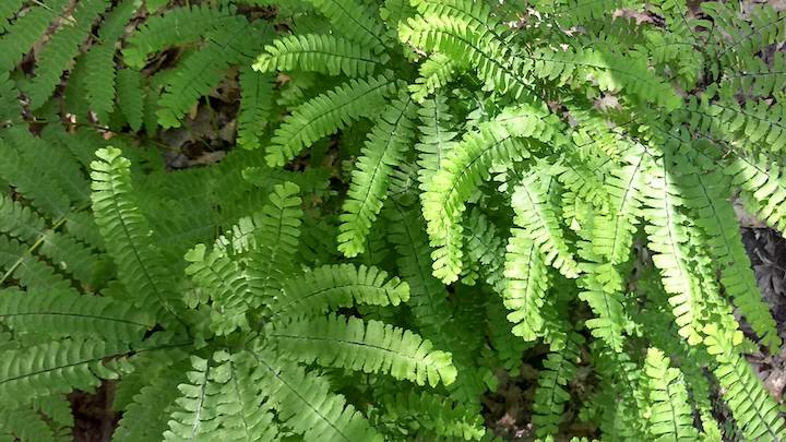 maiden hair ferns along the trail