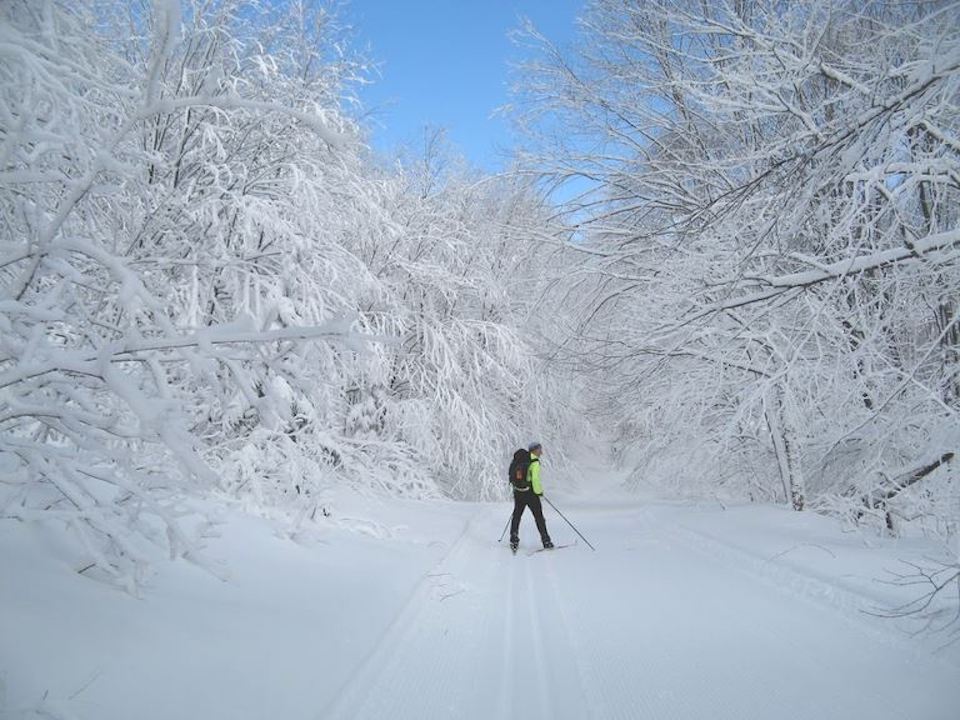a cross country skier amid fresh snow on surrounding tree branches
