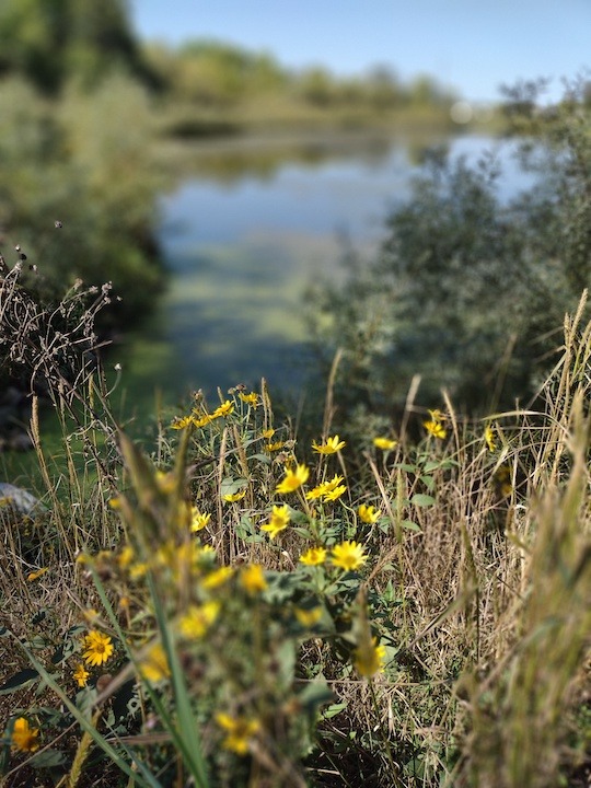 yellow flowers alongside cleary lake