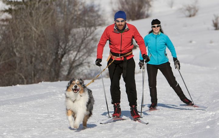 man and woman skijoring with collie
