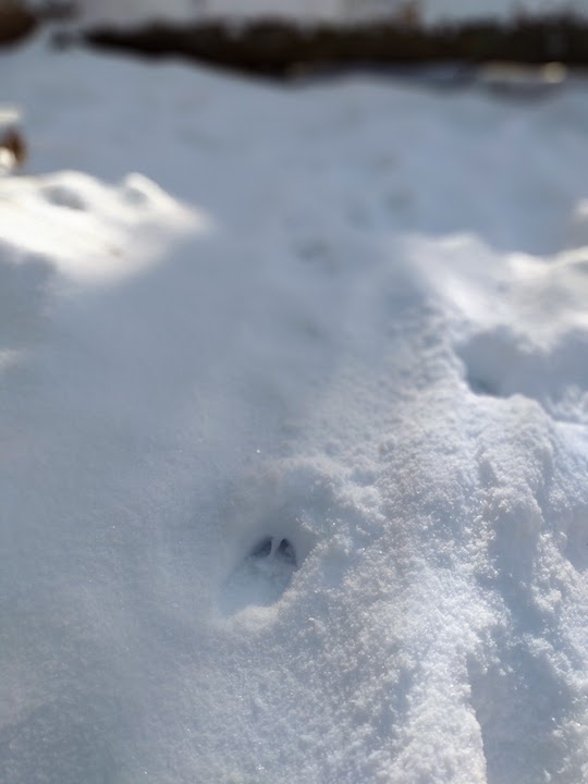 deer track in the snow