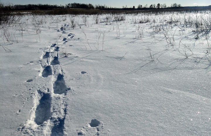 snowshoe tracks off-trail