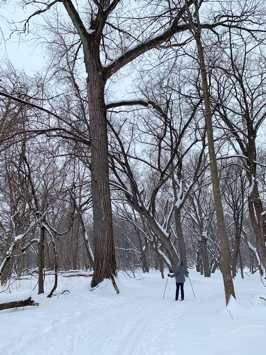 cross country skier next to a huge tree