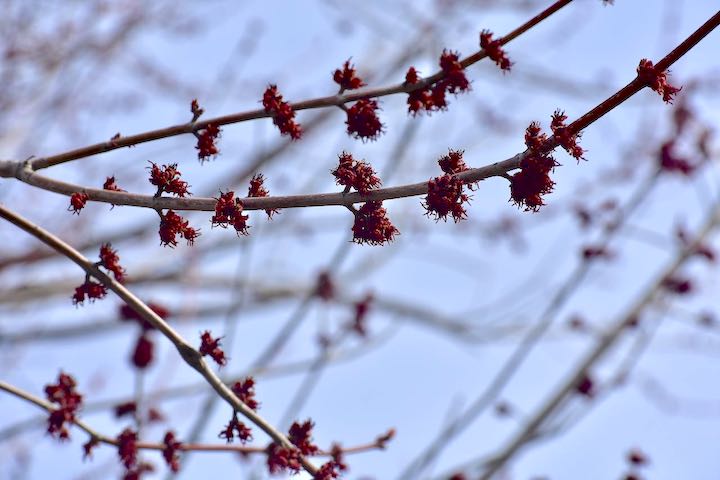red tree buds