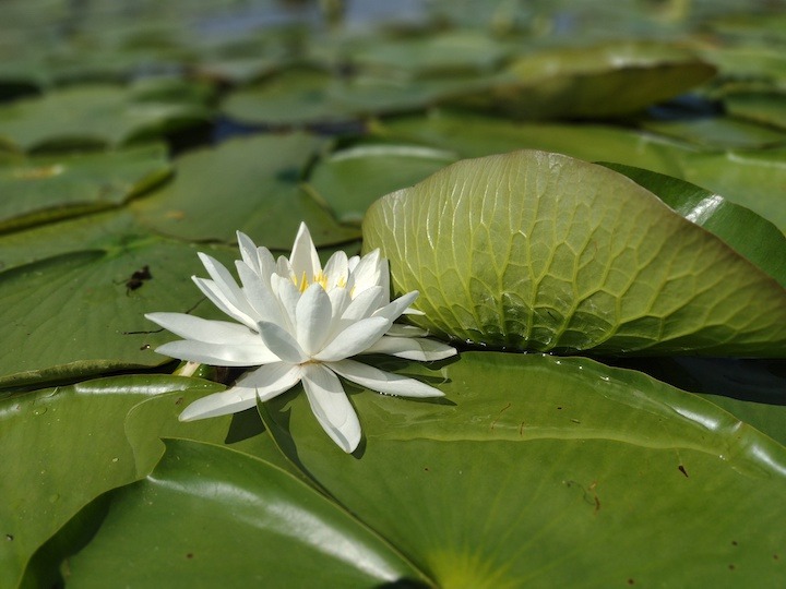 white water lily in full bloom, with many lily pads