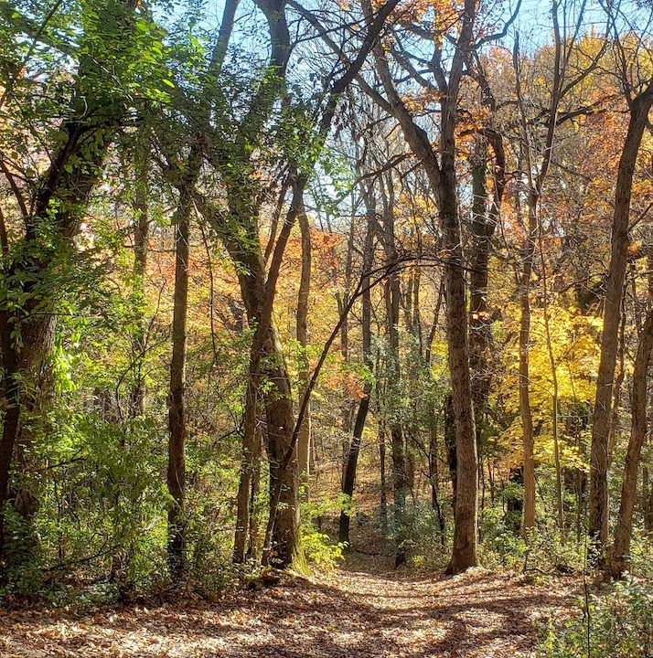 Wooded, winding trail in the fall
