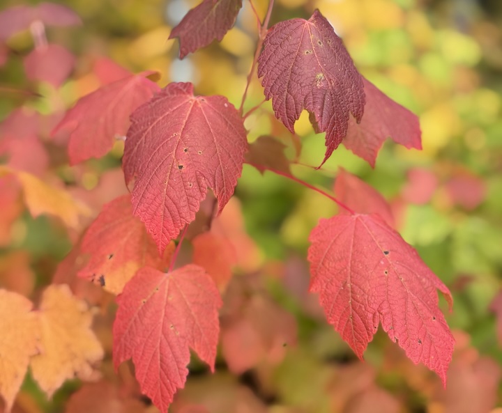 bright red maple leaves in the fall