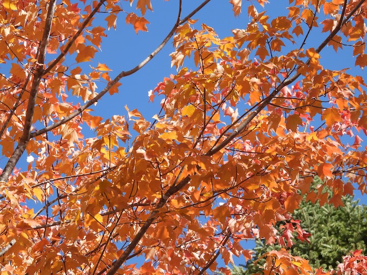 orange fall color provides brilliant contrast to the blue sky