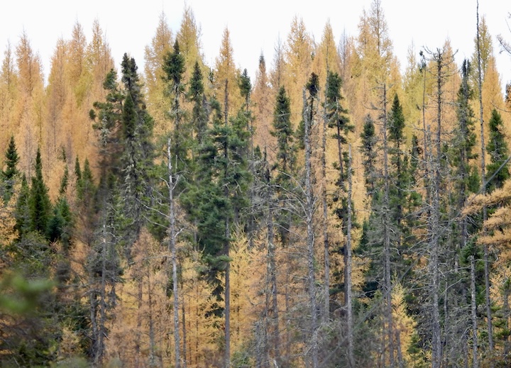 gold tamaracks contrast with dark green pine