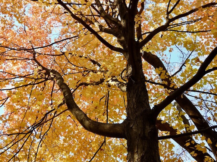 looking up at a big maple tree with gold leaves