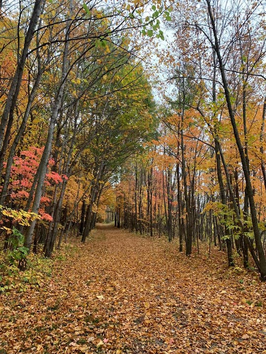leaves cover a trail, fall color in the trees on each side
