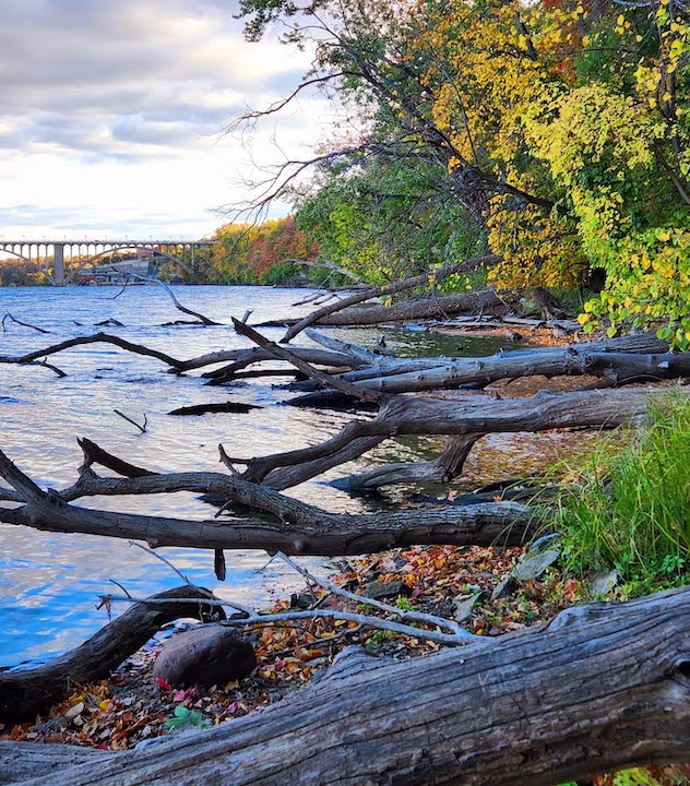 dead fallen trees along the river bank with fall color and a bridge in the background