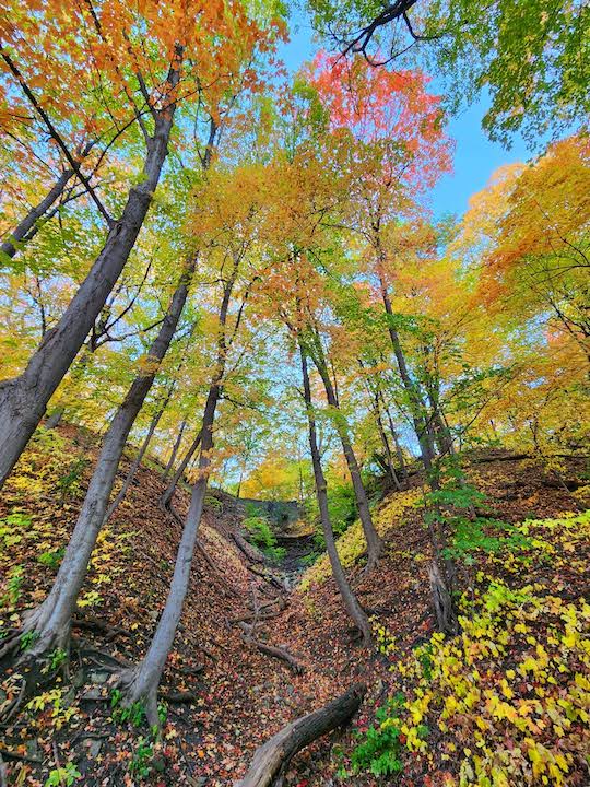 yellow, orange and red fall color in the woods looking up a hillside