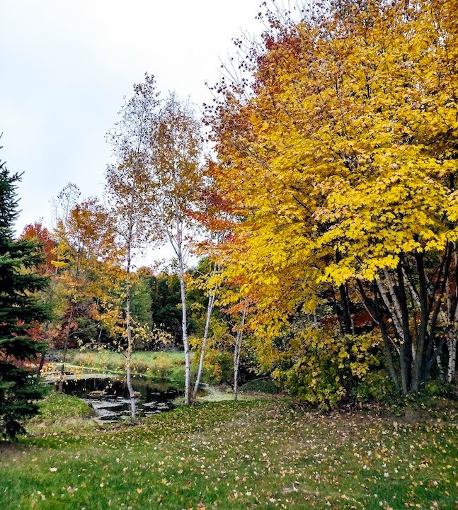 yellow maples, small birch and a small pond in autumn