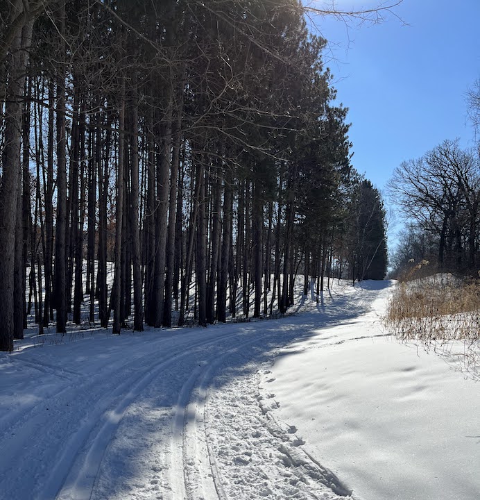 cross country ski trail alongside a stand of tall evergreen trees