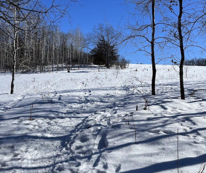 uphill climb onto prairie on this snowshoe trail