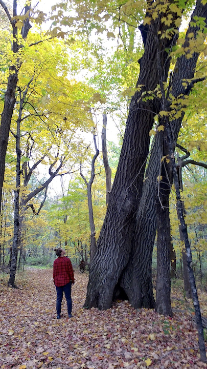 woman standing next to huge maple tree, fall
