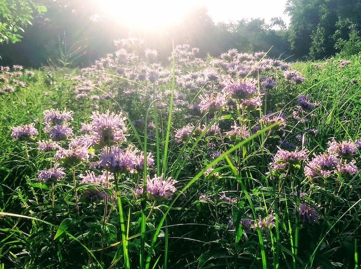 bee balm blooming in a summer meadow, the sun rises 