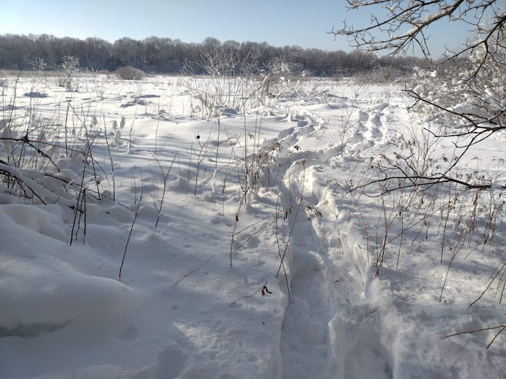 snowshoe trail across a frozen marsh