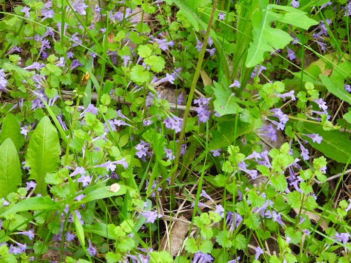 ground ivy with their purple trumpets