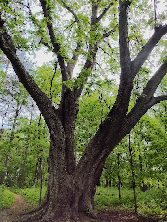 Minnesota's largest butternut tree