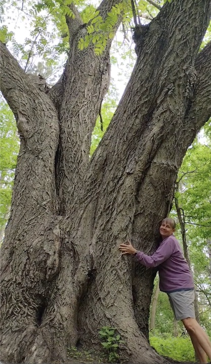 Sharon hugging MN's largest butternut tree