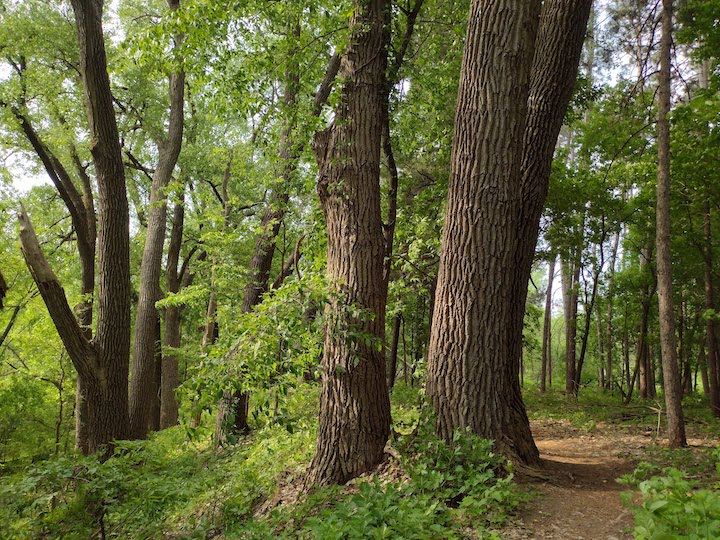 grove of large cottonwoods along a dirt trail, Reservoir Woods Park, Roseville MN