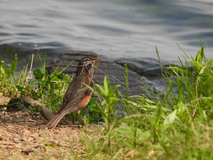 A robin with nesting material in its beak along the lakeshore
