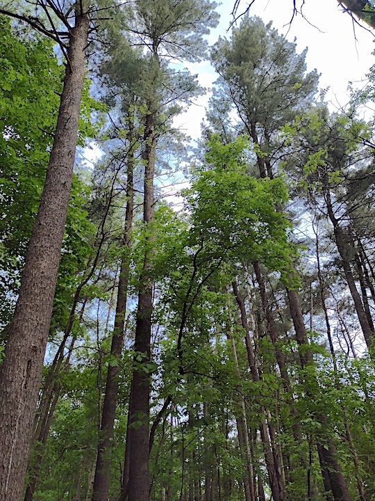very tall white pine trees along the trail in Reservoir Woods Park