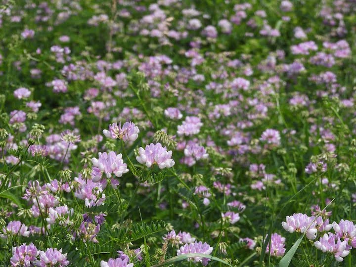crownvetch blooming in a sunny meadow