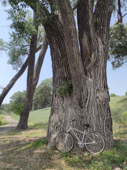 my bike next to the giant cottonwood