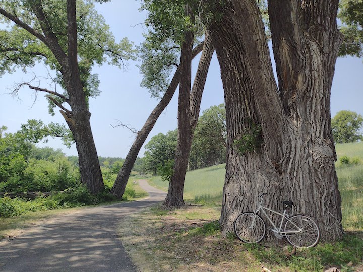 bike next to a giant cottonwood Battle Creek Regional Park East