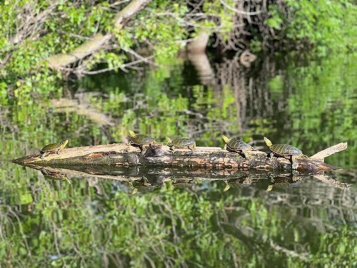 five turtles sunbathe on a log in the water