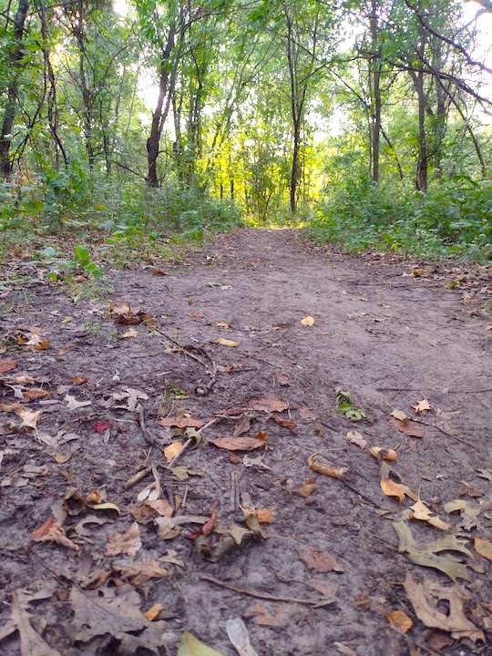 dirt hiking trail in the woods in a local Twin Cities park