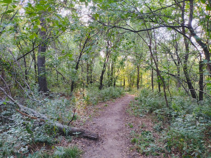 dirt trail through the woods