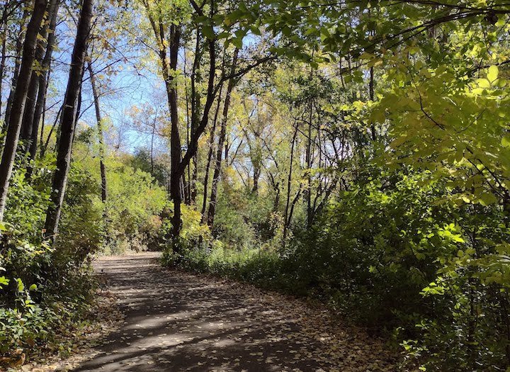 wooded trail in Tony Schmidt Regional Park