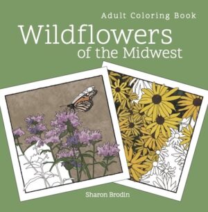 Cover of "Wildflowers of the Midwest"